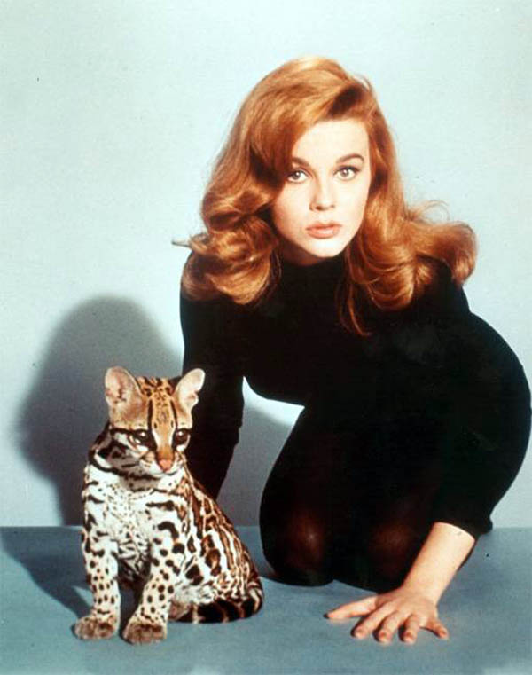 Ann_Margret_kitten_leggings.jpg